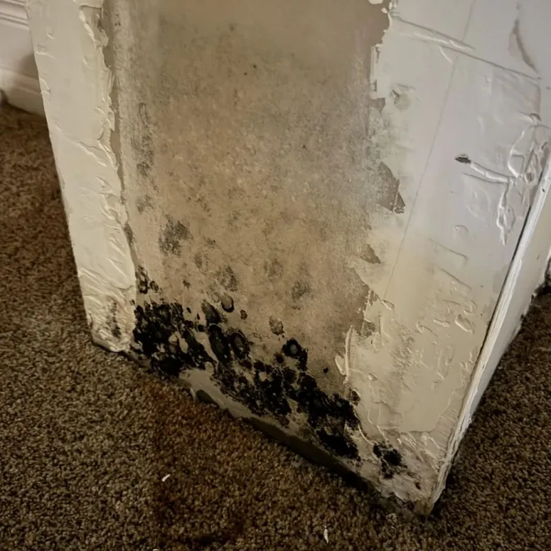 Professional Mold Removal in Crosby, TX